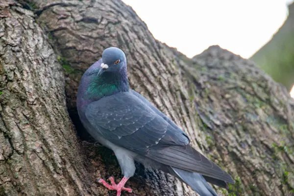gray-purple dove on a brown tree. Closeup of beautiful pigeon in the park, selective focus. High quality photo