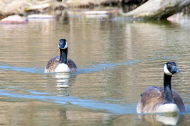 Kanada kazları, Branta kanadensis gölde. Parkta yaban kazları yüzer, Kanada kazı Branta kanadensis 'in yakın çekimi, yeşil bir çayırda yiyecek arar.
