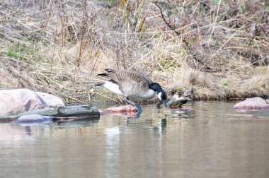 Kanada kazları, Branta kanadensis gölde. Parkta yaban kazları yüzer, Kanada kazı Branta kanadensis 'in yakın çekimi, yeşil bir çayırda yiyecek arar.