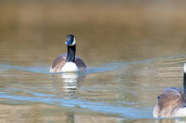 Kanada kazları, Branta kanadensis gölde. Parkta yaban kazları yüzer, Kanada kazı Branta kanadensis 'in yakın çekimi, yeşil bir çayırda yiyecek arar.