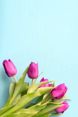 Dil taze laleler genellikle masum çiçekler olarak kabul edilir ve onlara şans tanımadığımızda son derece hoş bir sürprizdir. Ahşap arka planda. Eski tahtalarda laleler, bahar konsepti. 