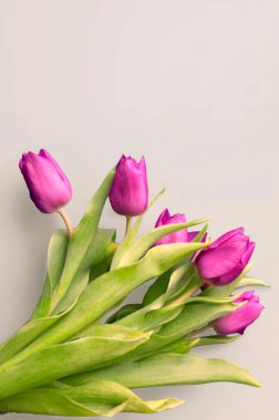 Dil taze laleler genellikle masum çiçekler olarak kabul edilir ve onlara şans tanımadığımızda son derece hoş bir sürprizdir. Ahşap arka planda. Eski tahtalarda laleler, bahar konsepti. 