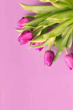 Taze çiçek kompozisyon, bi renk laleler, soluk pembe ve beyaz degrade arka plan buket. Dünya Kadınlar Günü, anneler günü kavramı tebrik. Uzay kopyalayın, üstten görünüm, düz yatıyordu yakın. 