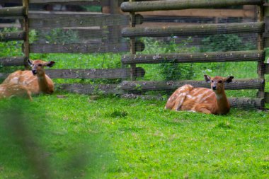 A portrait of sitatunga antelope in zoo forest. Western sitatunga curled up in the sun laying on grass.West African Sitatunga resting on the ground. High quality photo clipart