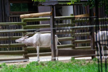 Addax 'ın portresi (Addax nasomaculatus) ya da beyaz antilop ve vida boynuzu antilobu, Sahra Çölü' nde yaşayan bir antilop türüdür. Yüksek kalite fotoğraf