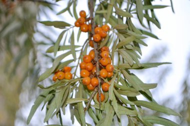 Sea buckthorn, shallow depth of field blurred. The use of juices, compotes, wines, sea buckthorn oil. This oil is used in medicine and cosmetology, it is part of lotions, ointments, medicines. High quality photo clipart