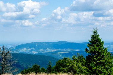 Yazın dağdaki yeşil orman doğal manzarası. Güzel, renkli bir yaz baharı. Park 'ın doğal manzarası. Güneş ışığındaki ağaçların yeşil yapraklarıyla çevrili. Yüksek kalite fotoğraf