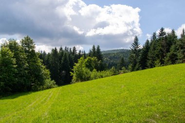 Yazın dağdaki yeşil orman doğal manzarası. Güzel, renkli bir yaz baharı. Park 'ın doğal manzarası. Güneş ışığındaki ağaçların yeşil yapraklarıyla çevrili. Yüksek kalite fotoğraf