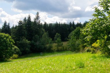 Yazın dağdaki yeşil orman doğal manzarası. Güzel, renkli bir yaz baharı. Park 'ın doğal manzarası. Güneş ışığındaki ağaçların yeşil yapraklarıyla çevrili. Yüksek kalite fotoğraf