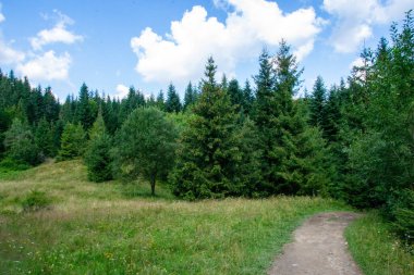 Yazın dağdaki yeşil orman doğal manzarası. Güzel, renkli bir yaz baharı. Park 'ın doğal manzarası. Güneş ışığındaki ağaçların yeşil yapraklarıyla çevrili. Yüksek kalite fotoğraf