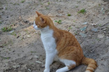 Şirin kırmızı sokak kedisinin parlak portresi. Yazın bahçedeki bir vazo çiçeğin yanında genç, güzel, kızıl saçlı bir kedi. Yüksek kalite fotoğraf