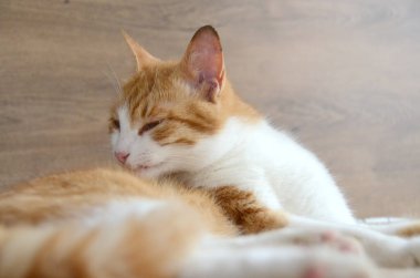 Felis Silvestris forma catus, evcil kedi, kırmızı-beyaz, yalancı. Yakından, Turuncu kedi kollarını yalayarak kedi dili görüntüsünü oluşturur. Yüksek kalite fotoğraf