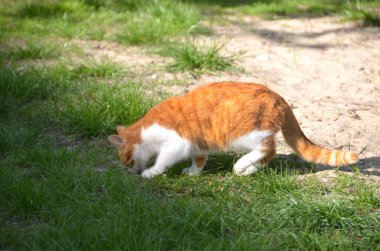 Şirin kırmızı sokak kedisinin parlak portresi. Yazın bahçedeki bir vazo çiçeğin yanında genç, güzel, kızıl saçlı bir kedi. Yüksek kalite fotoğraf