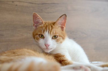 Felis Silvestris forma catus, evcil kedi, kırmızı-beyaz, yalancı. Yakından, Turuncu kedi kollarını yalayarak kedi dili görüntüsünü oluşturur. Yüksek kalite fotoğraf