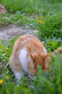 Şirin kırmızı sokak kedisinin parlak portresi. Yazın bahçedeki bir vazo çiçeğin yanında genç, güzel, kızıl saçlı bir kedi. Yüksek kalite fotoğraf
