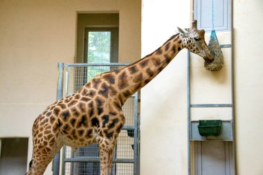 Bir zürafa kafası portresi, uzun yıllar ve komik bir bakış. Güzel bir zürafanın portresi yemyeşil bir bokeh arka planda. Yüksek kalite fotoğraf