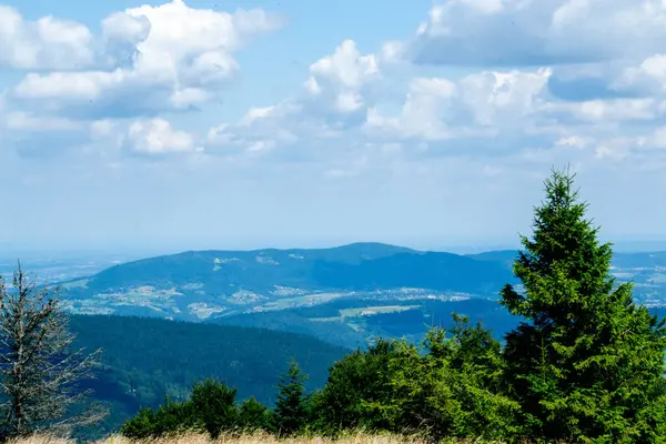 Yazın dağdaki yeşil orman doğal manzarası. Güzel, renkli bir yaz baharı. Park 'ın doğal manzarası. Güneş ışığındaki ağaçların yeşil yapraklarıyla çevrili. Yüksek kalite fotoğraf
