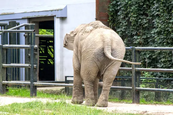 stock image Asian elephant not African elephant stand run and fun. Elephant wildlife animal lovely cute and clever. tourist traveling and visit pachyderm family village park. High quality photo