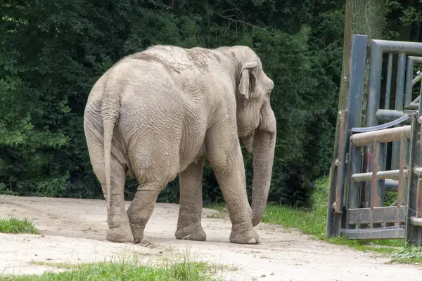 stock image Asian elephant not African elephant stand run and fun. Elephant wildlife animal lovely cute and clever. tourist traveling and visit pachyderm family village park. High quality photo