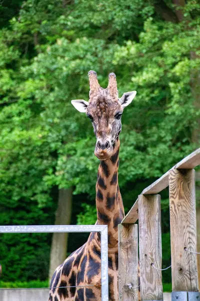 stock image portrait of a giraffe head with big years and a funny look. Close-up portrait of a beautiful giraffe in front of a lush green bokeh background. High quality photo