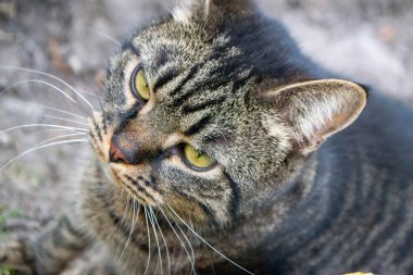 Açık havada oynayan sevimli bir evcil kedinin yakın çekimi. Yüksek kalite fotoğraf