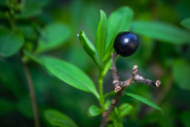 Yasemin çalısı böğürtlen, Yasemin meyveleri. Boğaz üzümü dalının yakınına olgun böğürtlenler koyun. Siyahta izole edilmiş. Yüksek kalite fotoğraf