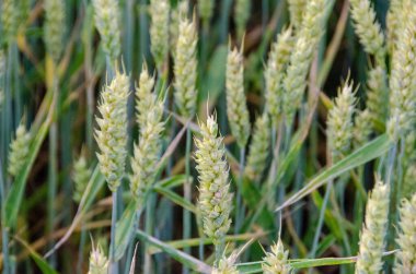 Kırsal alan. Olgunlaşan buğday tarlası ve güneş ışığının arka planı. Ekin tarlası. Seçici odaklanma. Saha manzarası. Yüksek kalite fotoğraf