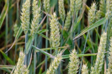 Kırsal alan. Olgunlaşan buğday tarlası ve güneş ışığının arka planı. Ekin tarlası. Seçici odaklanma. Saha manzarası. Yüksek kalite fotoğraf