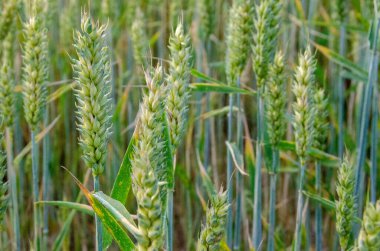 Kırsal alan. Olgunlaşan buğday tarlası ve güneş ışığının arka planı. Ekin tarlası. Seçici odaklanma. Saha manzarası. Yüksek kalite fotoğraf