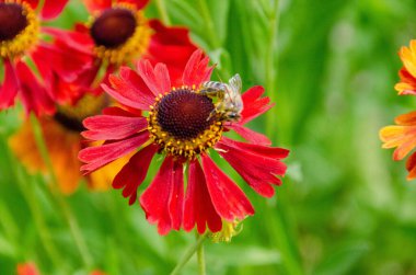 Yaz aylarında Helenyum Moerheim Güzellik çiçeğinin içinde hapşıran bir arı. Wetern Bal Arısı Apis Mellifera Helenyum çiçeğinin üzerinde. Yüksek kalite fotoğraf