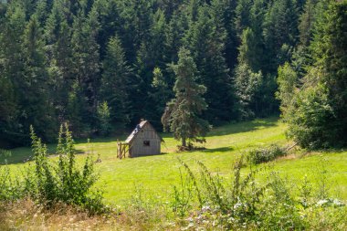 Yazın dağdaki yeşil orman doğal manzarası. Güzel, renkli bir yaz baharı. Park 'ın doğal manzarası. Güneş ışığındaki ağaçların yeşil yapraklarıyla çevrili. Yüksek kalite fotoğraf