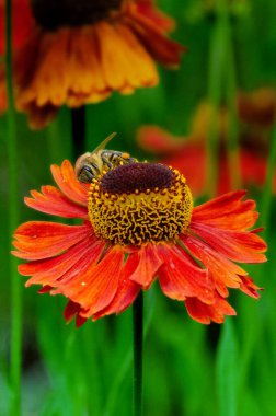 Yaz aylarında Helenyum Moerheim Güzellik çiçeğinin içinde hapşıran bir arı. Wetern Bal Arısı Apis Mellifera Helenyum çiçeğinin üzerinde. Yüksek kalite fotoğraf