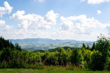 Yazın dağdaki yeşil orman doğal manzarası. Güzel, renkli bir yaz baharı. Park 'ın doğal manzarası. Güneş ışığındaki ağaçların yeşil yapraklarıyla çevrili. Yüksek kalite fotoğraf