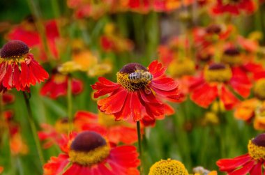 A bee sitting Helenium Moerheim Beauty sneezeweed in flower during the summer months. Wetern Honey Bee Apis mellifera on helenium flower. High quality photo clipart