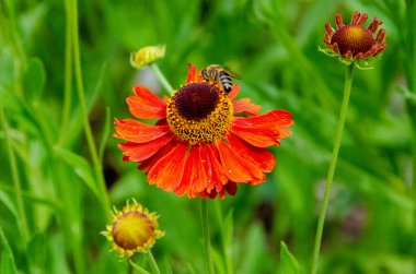 A bee sitting Helenium Moerheim Beauty sneezeweed in flower during the summer months. Wetern Honey Bee Apis mellifera on helenium flower. High quality photo clipart