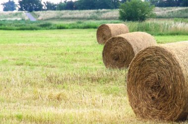 Saman balyaları. Saman balyaları büyük yığınlar halinde sahaya yığılır. Tarımda hasat. Yüksek kalite fotoğraf