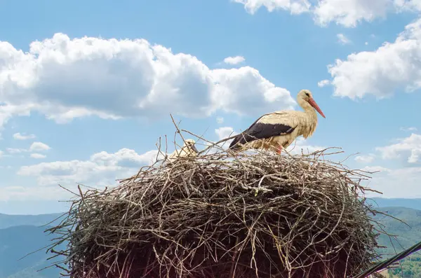 stock image A stork stands in its nest, Builds the nest. A dramatic blue sky in the background. copy-space. High quality photo
