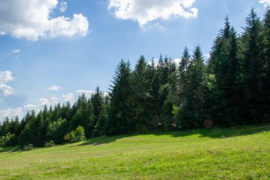 Green forest natural landscape on the mountain in summer. Beautiful colorful summer spring natural landscape in Park surrounded by green foliage of trees in sunlight. High quality photo clipart