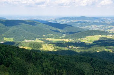 Yazın dağdaki yeşil orman doğal manzarası. Güzel, renkli bir yaz baharı. Park 'ın doğal manzarası. Güneş ışığındaki ağaçların yeşil yapraklarıyla çevrili. Yüksek kalite fotoğraf