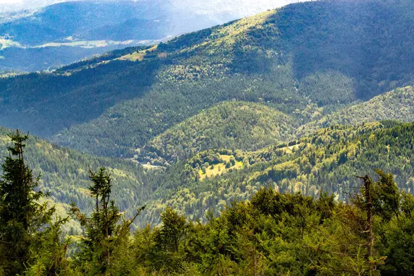 Yazın dağdaki yeşil orman doğal manzarası. Güzel, renkli bir yaz baharı. Park 'ın doğal manzarası. Güneş ışığındaki ağaçların yeşil yapraklarıyla çevrili. Yüksek kalite fotoğraf