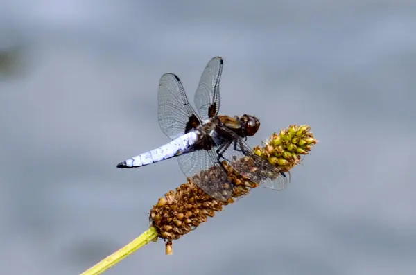 stock image Dragonfly - Broad-bodied Chaser (Libellula depressa) - male resting on reed. Blue flat bellied dragonfly waiting on a stick. High quality photo