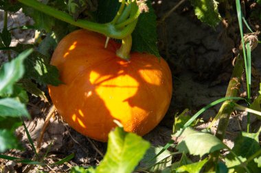 Yeşil otların arka planında sarı çiçekli büyük turuncu balkabağı. Yüksek kalite fotoğraf