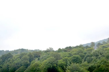 Yazın dağdaki yeşil orman doğal manzarası. Güzel, renkli bir yaz baharı. Park 'ın doğal manzarası. Güneş ışığındaki ağaçların yeşil yapraklarıyla çevrili. Yüksek kalite fotoğraf