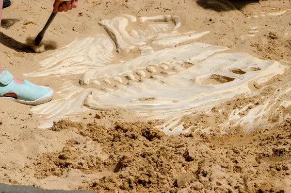 stock image Fossil bones of an ancient animal found in sand during archaeological excavations. High quality photo