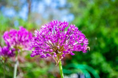 Allium hollandicum Pers soğanı sarımsaklı mor sansasyonel yağmur çiçeği, çiçek açmış süs çiçekleri. Yüksek kalite fotoğraf