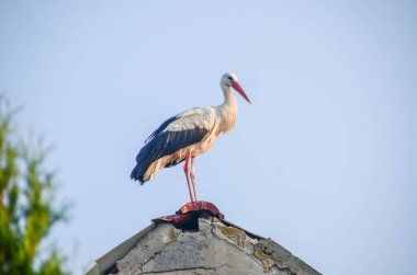 A stork stands in its nest, Builds the nest. A dramatic blue sky in the background. copy-space. High quality photo clipart