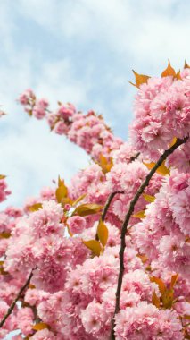 Güzel pembe Sakura çiçekleri, ilkbaharda mavi gökyüzüne karşı kiraz çiçekleri, güneş sızıntısı olan tonlu bir görüntü. Yüksek kalite fotoğraf