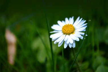 Yeşil çimenlerin ve yaprakların arasında papatya çiçeği, doğal arka plan. Yeşil çimlerin arasında papatyalar. Yüksek kalite fotoğraf