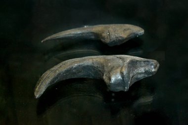 Çökeltideki fosil trilobit izi. 3.6 milyar yıllık Trilobit. Zemin taşındaki dinozor iskeleti Fosil Tyrannosaurus arkeolojik kazıları.