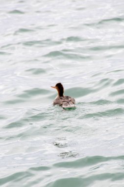 Yüksek telli parka tırmanan insanlar. Dağ miğferi ve güvenlik ekipmanları takan insanlar. Yüksek kalite fotoğraf. Yüksek kalite fotoğraf